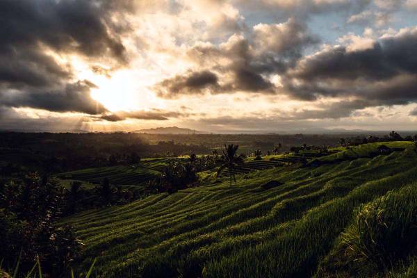 Tegalalang Rice Terrace