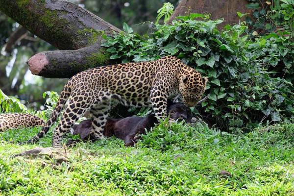 Leopard Package