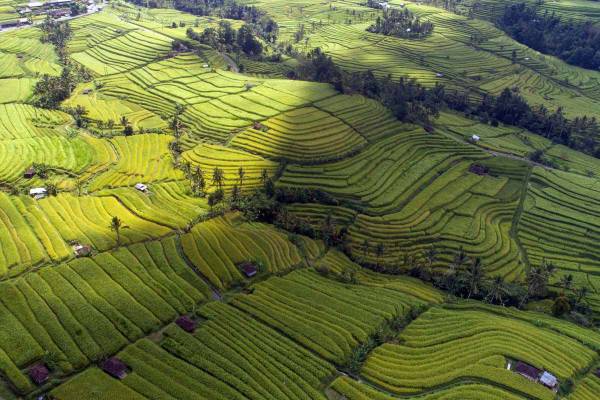 Jatiluwih Rice Terrace