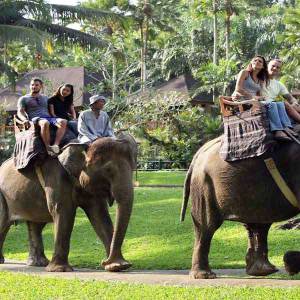 Bali Elephant Ride Tour