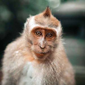 Half Day Ubud Tour