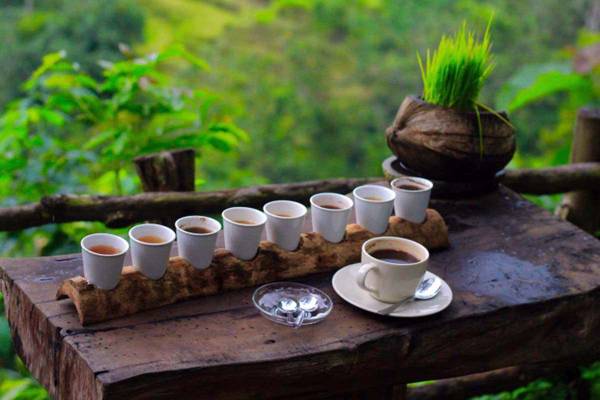 Bali Coffee Plantation