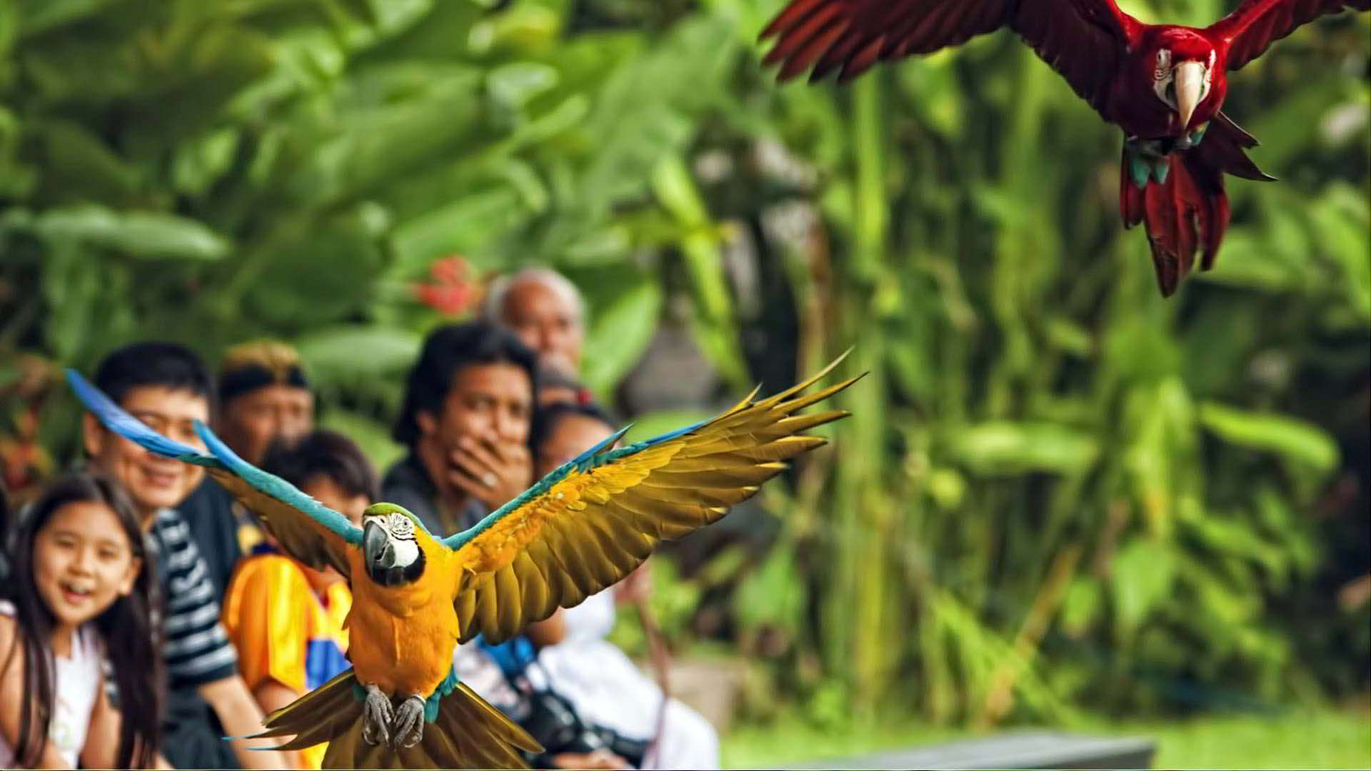 Bali Bird Park Tour