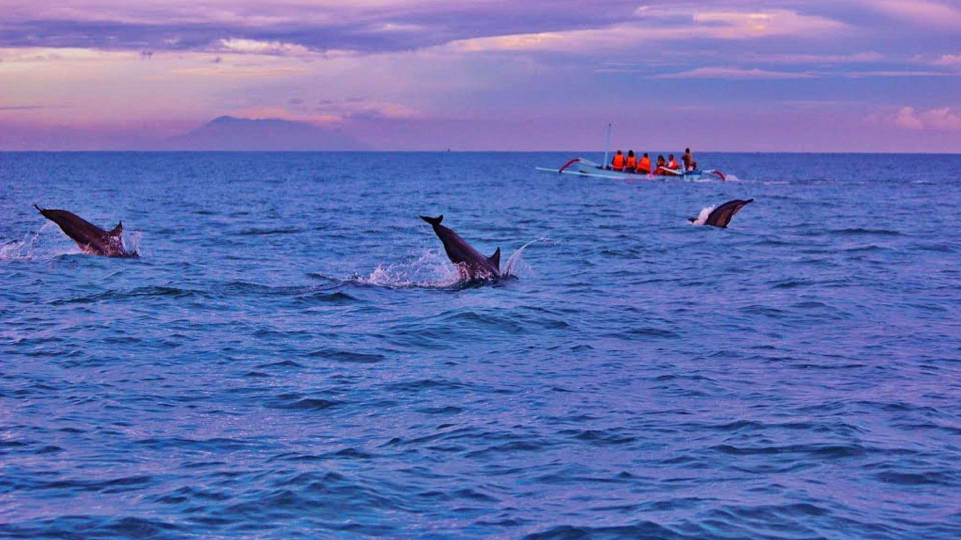 Full Day Watching Dolphin Tour