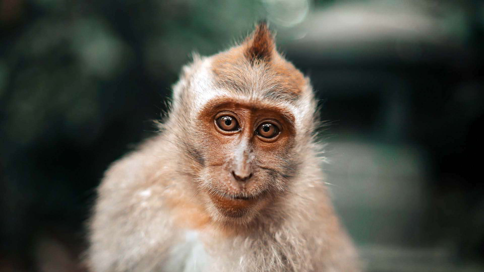 Half Day Ubud Tour